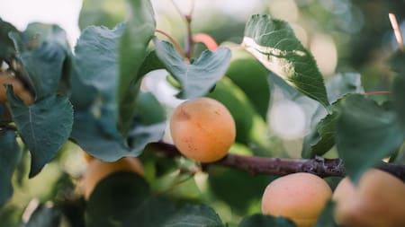 Ideal para plantar en tu jardín: el árbol que pasa desapercibido pero ayuda a calmar congestiones y resfríos