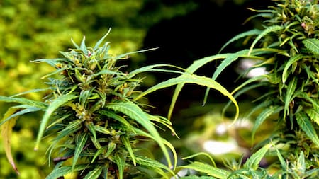 Plantación de marihuana. Foto: Unsplash