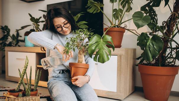 Atraer la fortuna: dónde hay que poner las plantas para llamar al dinero en el hogar, según el Feng Shui