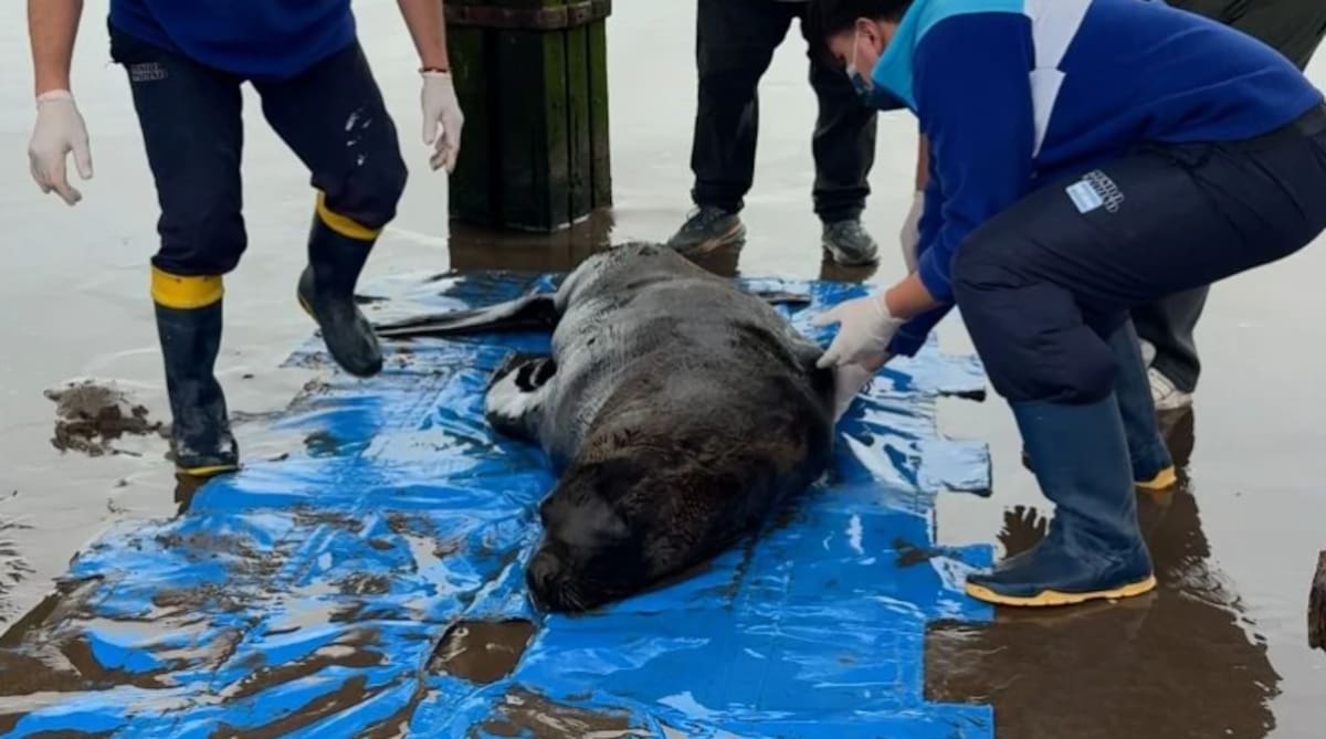 Le dispararon a un lobo marino en Santa Teresita