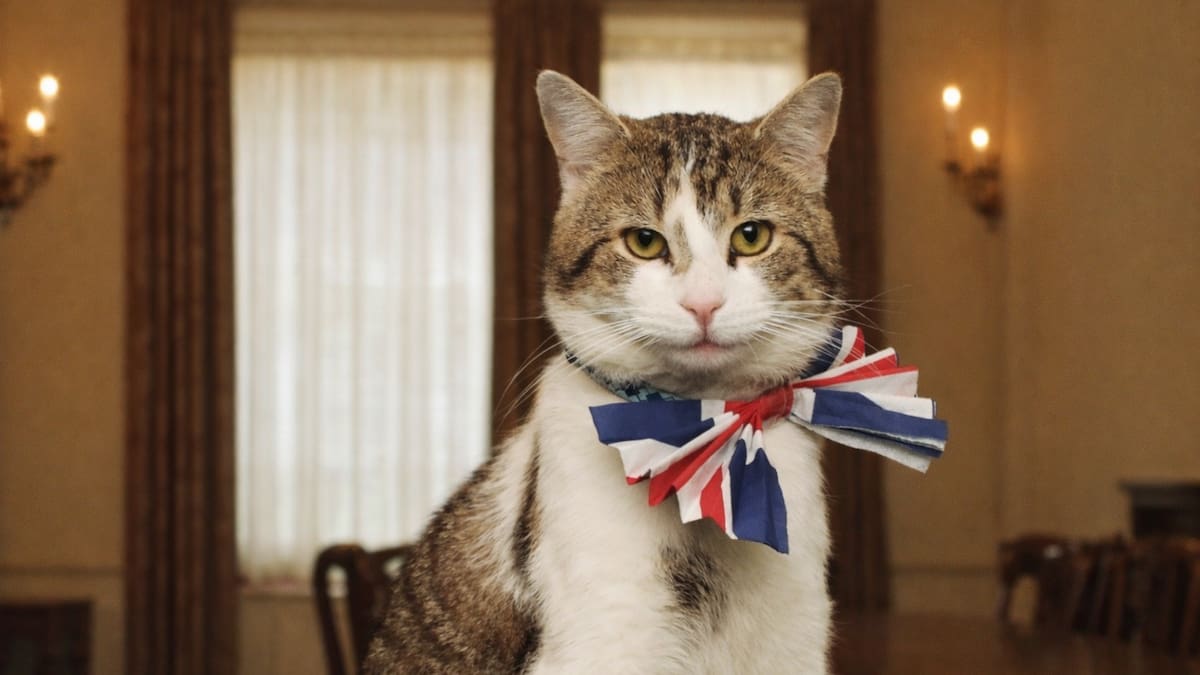 Larry, el gato que tiene un cargo oficial en Reino Unido.