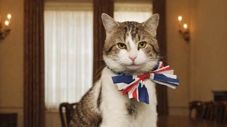 Quién es Larry, el único funcionario inamovible del Reino Unido: sobrevivió a seis primeros ministros y tiene su propio protocolo