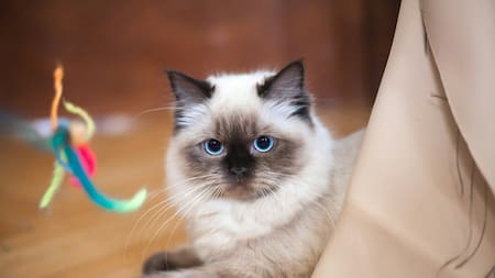 Gato raza Ragdoll. Foto: Unsplash.