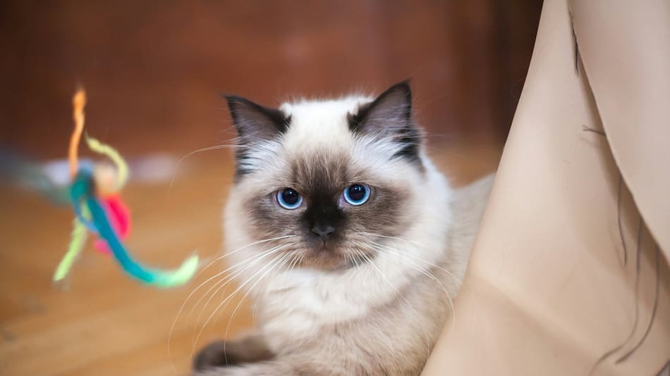 Gato raza Ragdoll. Foto: Unsplash.