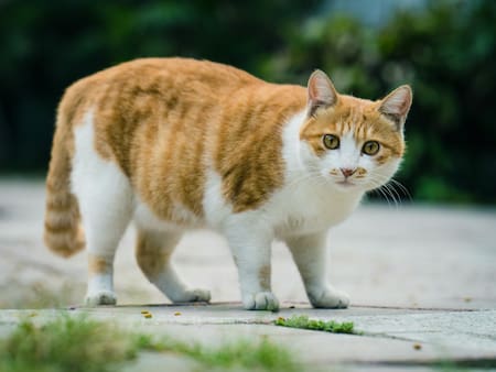 Gato, mascota, animal. Foto: Unsplash
