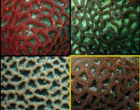 Océano, descubrimiento, coral. Foto Unsplash.