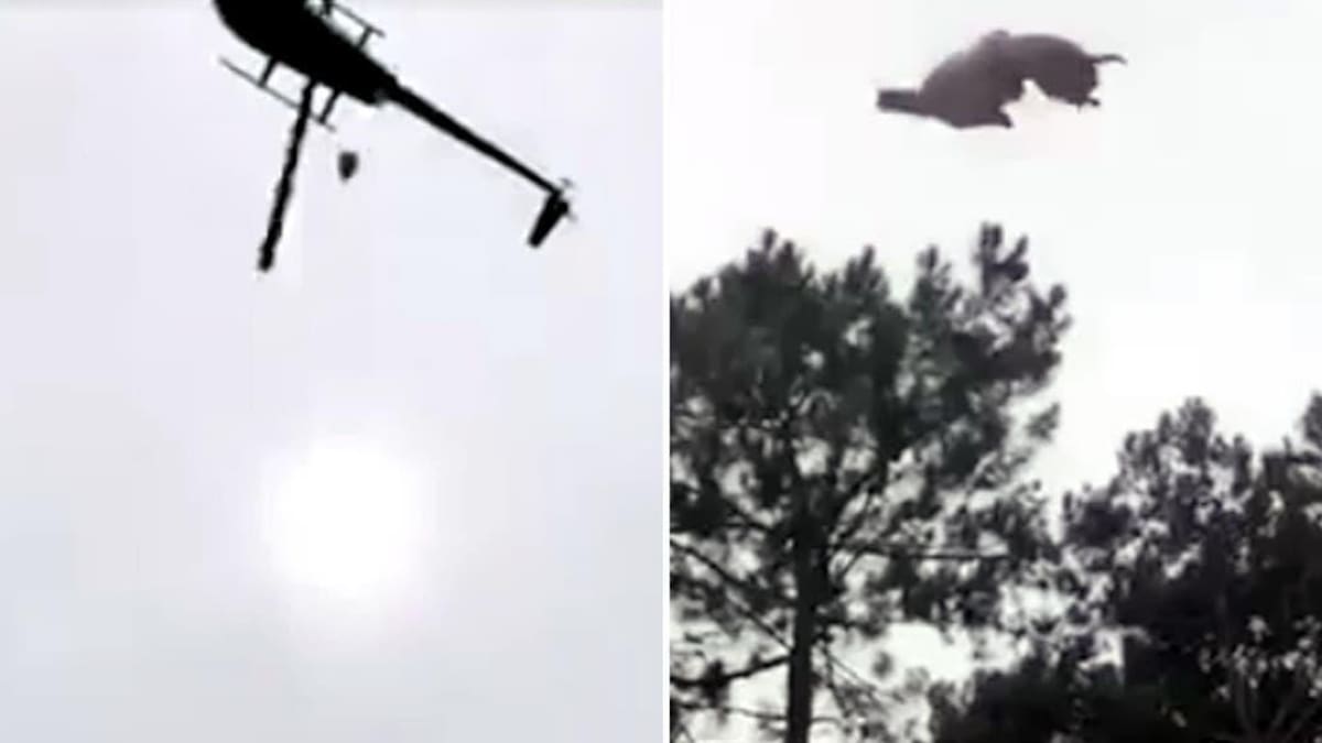 Animal arrojado desde helicóptero en Punta del Este
