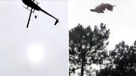 Animal arrojado desde helicóptero en Punta del Este