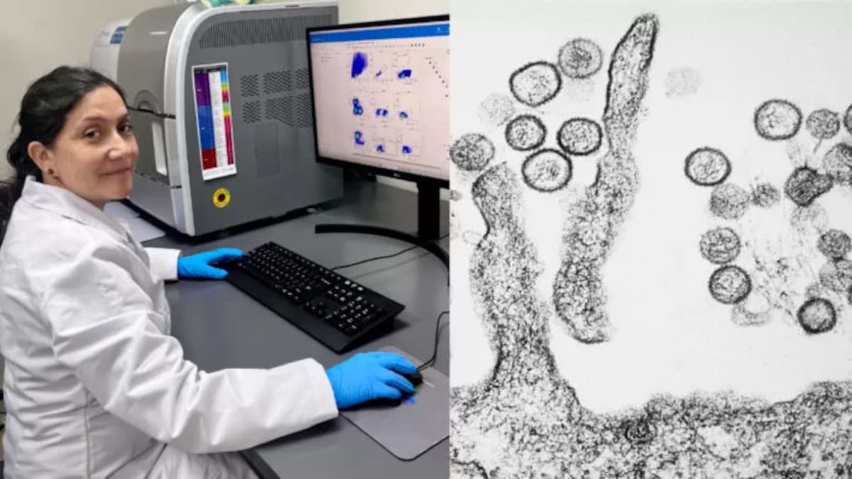 La vacuna de Sudamérica contra el hantavirus que quedó en pausa por falta de dinero: qué sucedió con el tratamiento
