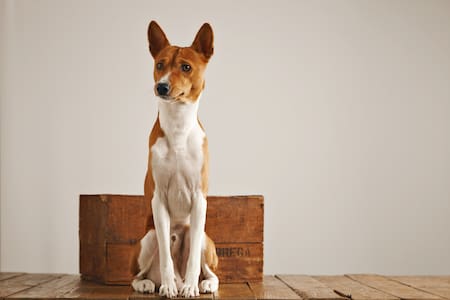 Perro basenji. Fuente: Freepik