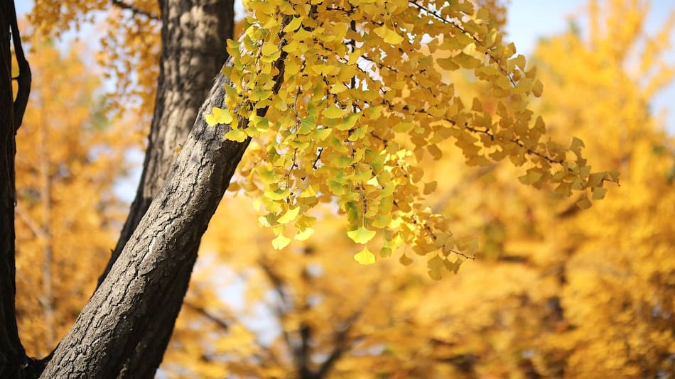 Árbol ginkgo biloba en otoño. Foto: Pixabay.