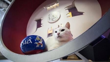 Aquiles, gato sordo que pronosticará en Mundial de Rusia