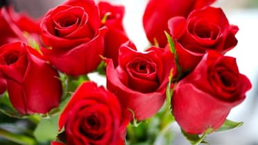 Día de la Madre 2025: cinco opciones de flores para regalarle a mamá y su significado