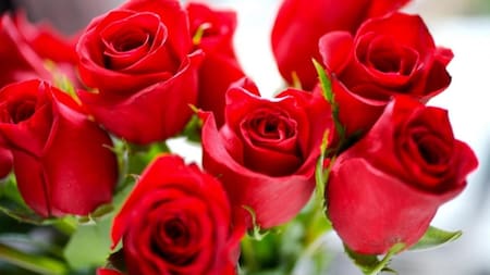 Las mejores flores para regalarle a mamá en su día. Foto: Unsplash.