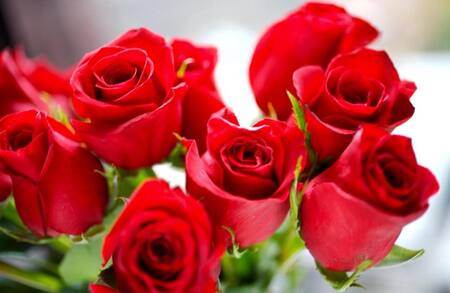 Rosas, flores, primavera