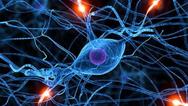 Por primera vez, un estudio vincula el sistema inmunitario con el desarrollo de la Esclerosis Lateral Amiotrófica