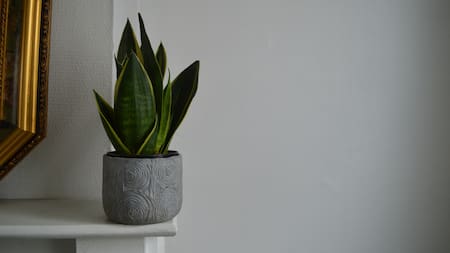 Cómo multiplicar la lengua de suegra: paso a paso para reproducir la planta ideal para interiores como un jardinero experto