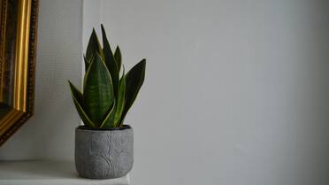 Un antes y después: el truco de jardinería que hará florecer tu lengua de suegra con ingredientes de cocina