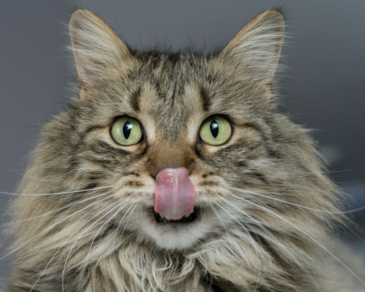 Gato, gatos, felino, comida. Foto Unsplash.