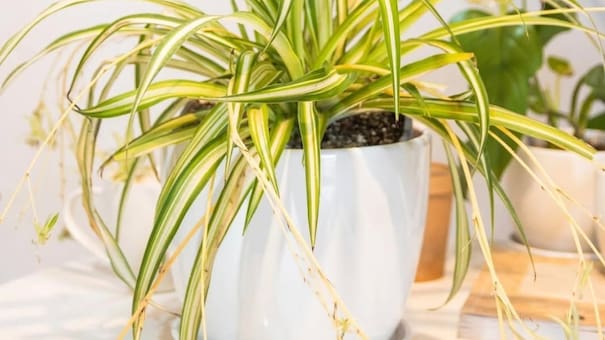 Una alternativa a la lengua de suegra: la planta perfecta para interiores que brilla durante todo el año