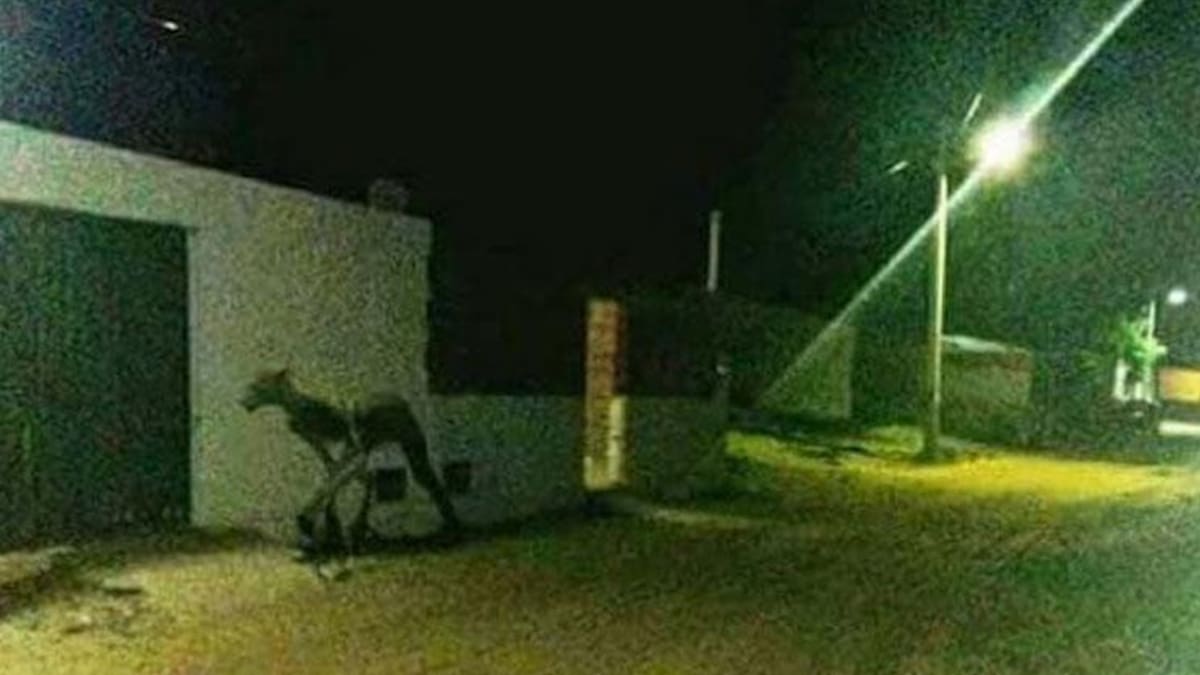 VIDEO VIRAL: los escalofriantes gritos del “almamula” que conmocionan a un pueblo en Tucumán