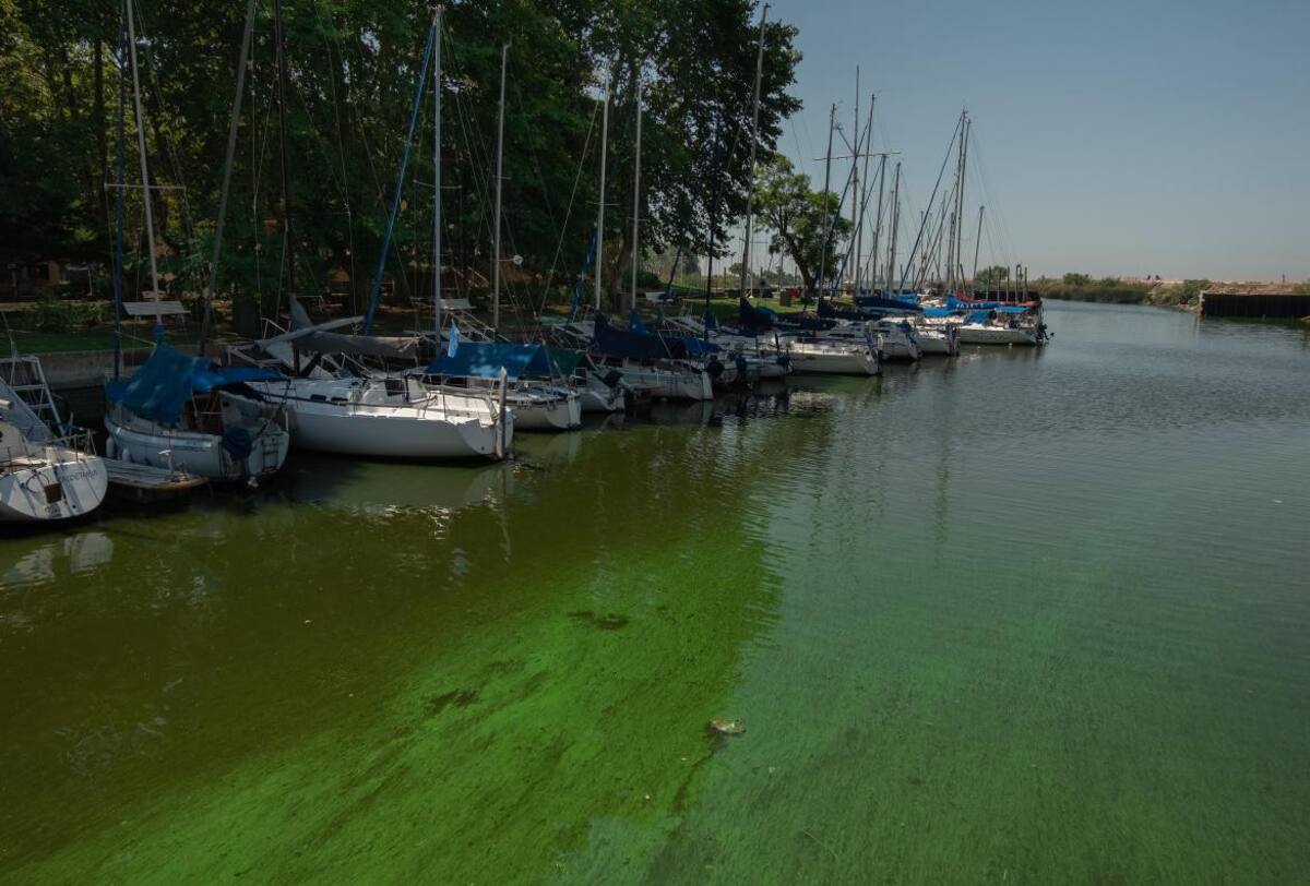 Cianobacterias en balnearios del Río de la Plata y lagunas bonaerenses. Foto: Télam