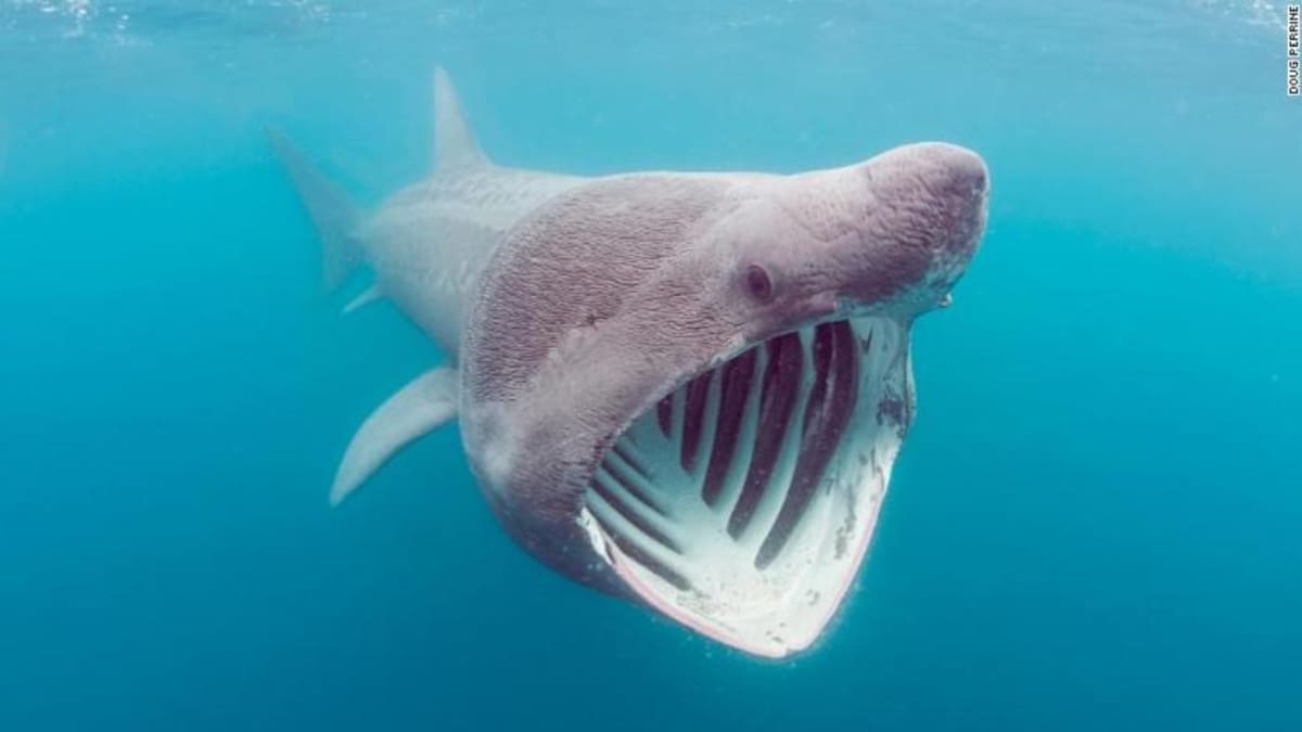 Aparece un extraño tiburón bebé con "rostro humano’"