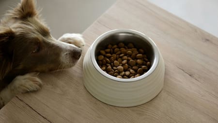 Perro; mascota. Foto: Unsplash.