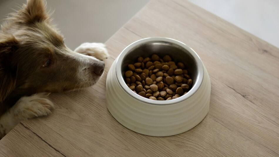 Perro; mascota. Foto: Unsplash.