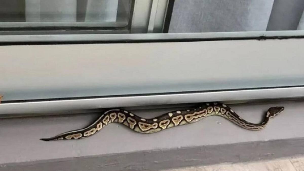Serpiente pitón en balcón de un departamento de Palermo. Foto: NA.