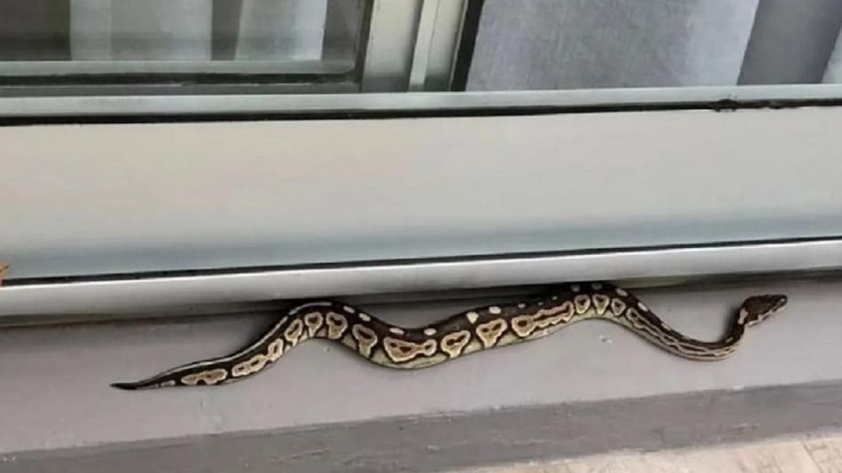Serpiente pitón en balcón de un departamento de Palermo. Foto: NA.