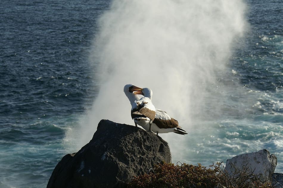 Albatros errante, ave. Foto: Pixabay.
