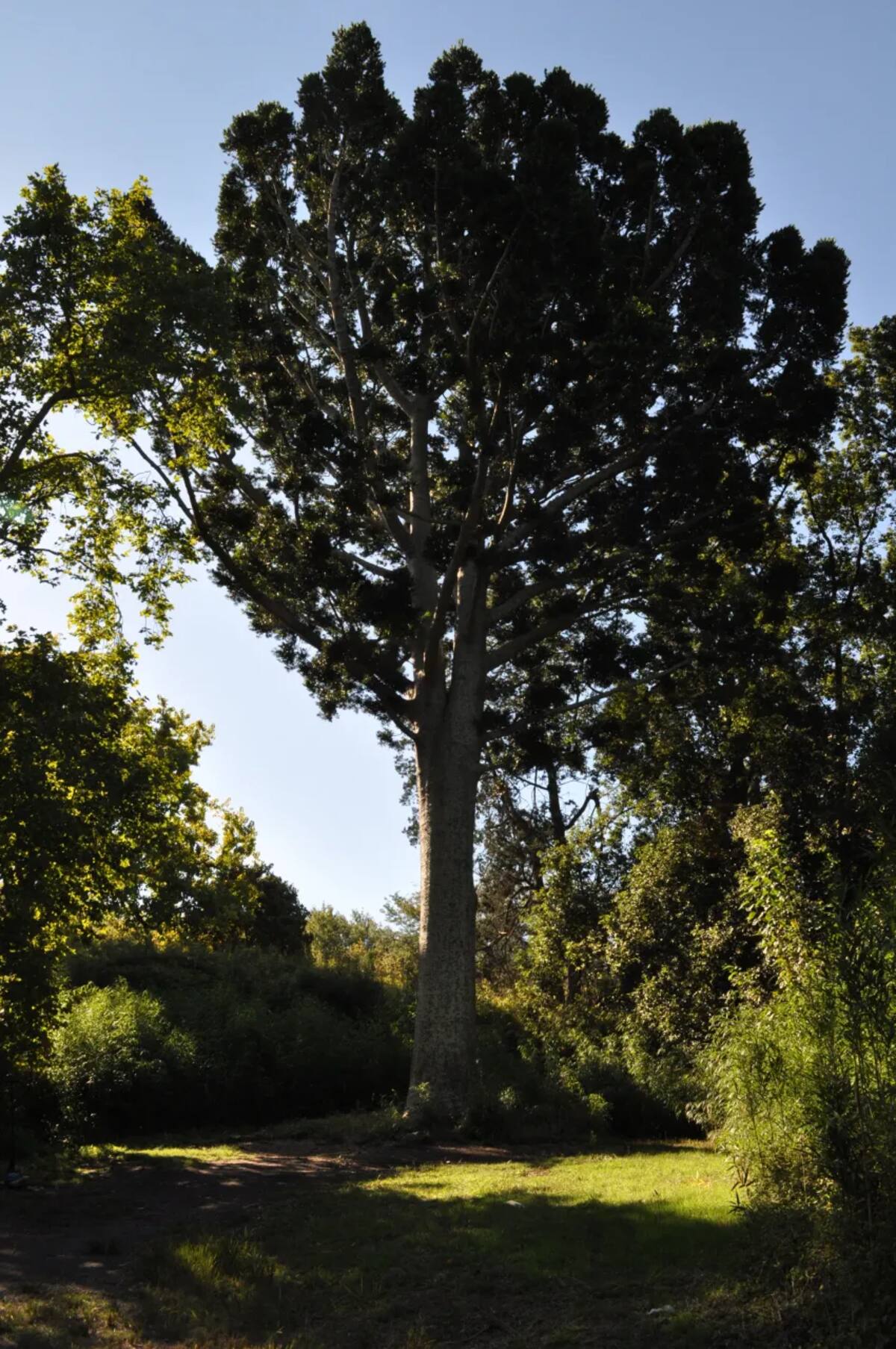 Árbol de Cristal ubicado en el Parque Pereyra Iraola.