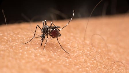 Dengue, mosquito. Foto: Reuters