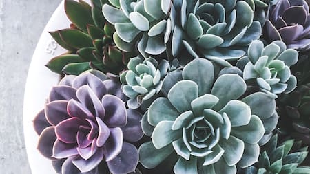 Suculentas. Foto: Unsplash.