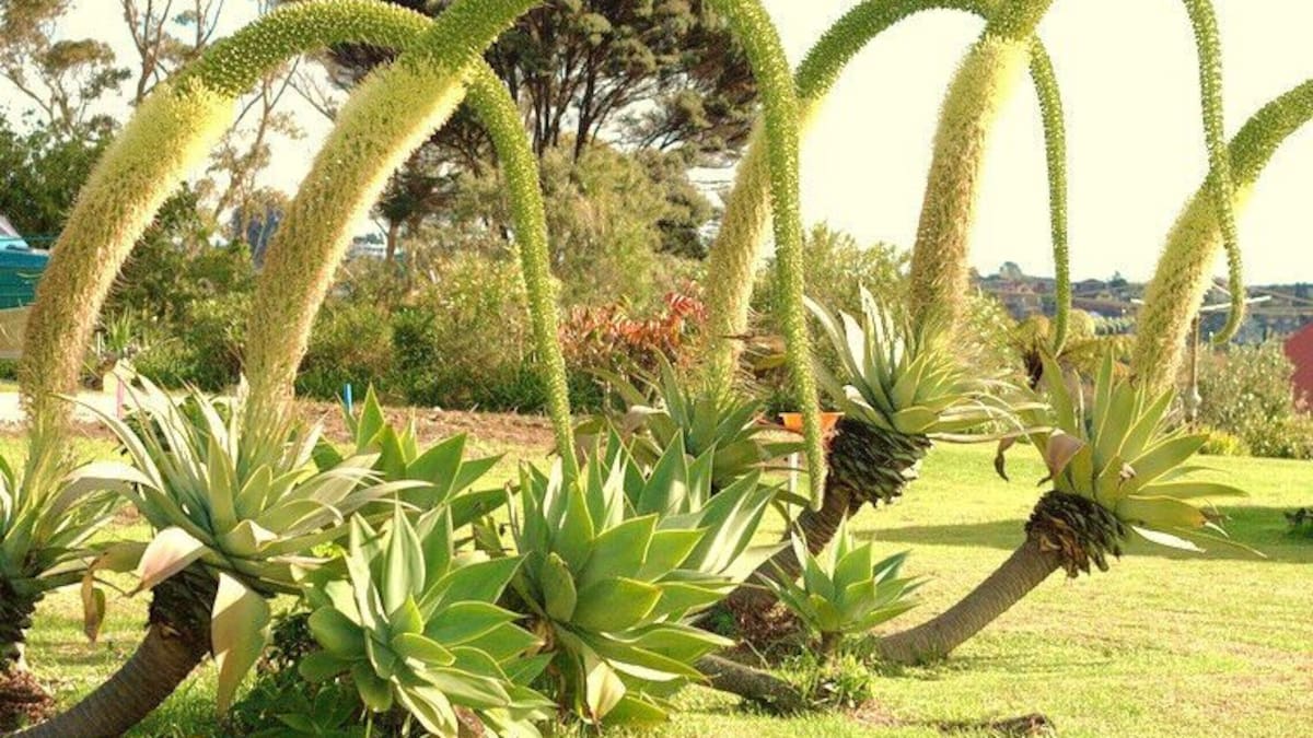 Florece una sola vez en su vida y puede alcanzar los 3 metros: la suculenta que sorprende a los jardineros