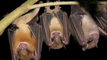 Murciélagos