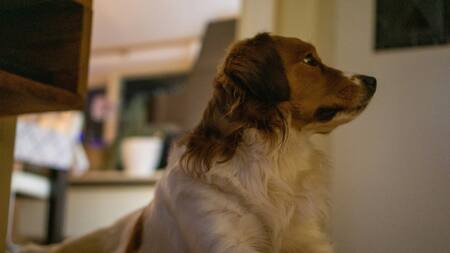 Perros. Foto: Unsplash.