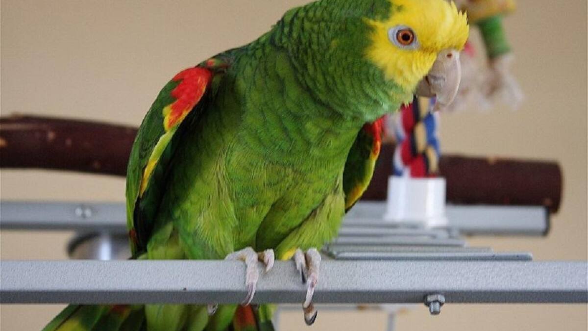 Loro, aves, NA
