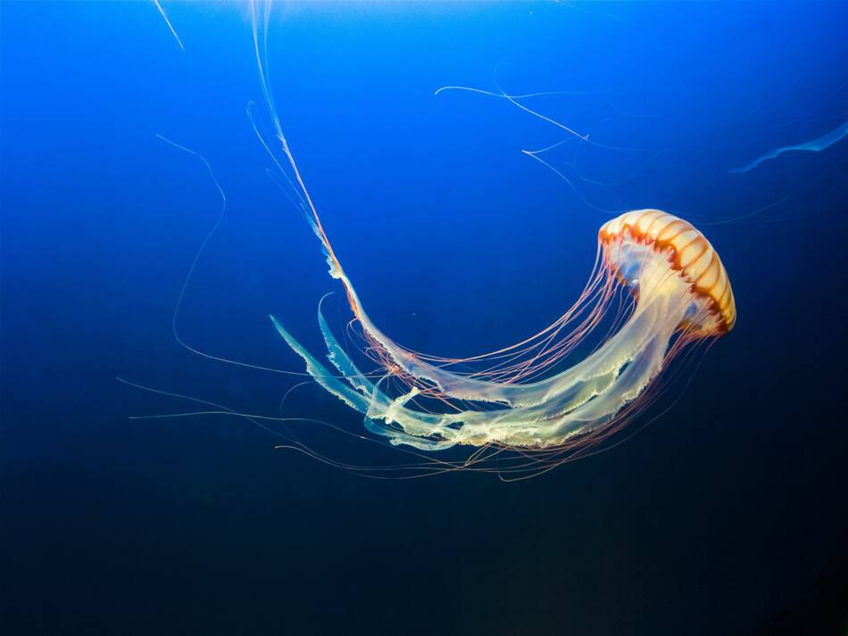 Medusa. Foto Unsplash.