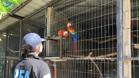 Rescataron del comercio ilegal a aves exóticas en extinción. Foto: NA.