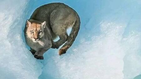 Un puma fue fotografiado y filmado sobre un iceberg en el Parque Nacional Los Glaciares