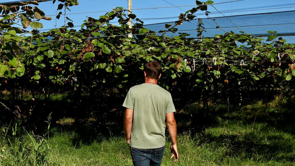 Los campos de kiwis argentinos en Miramar que conquistan a países de Europa y América.
