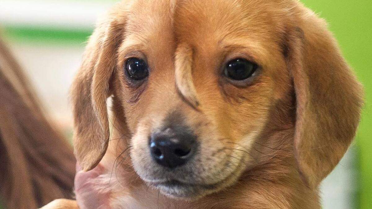 Perro con dos colas