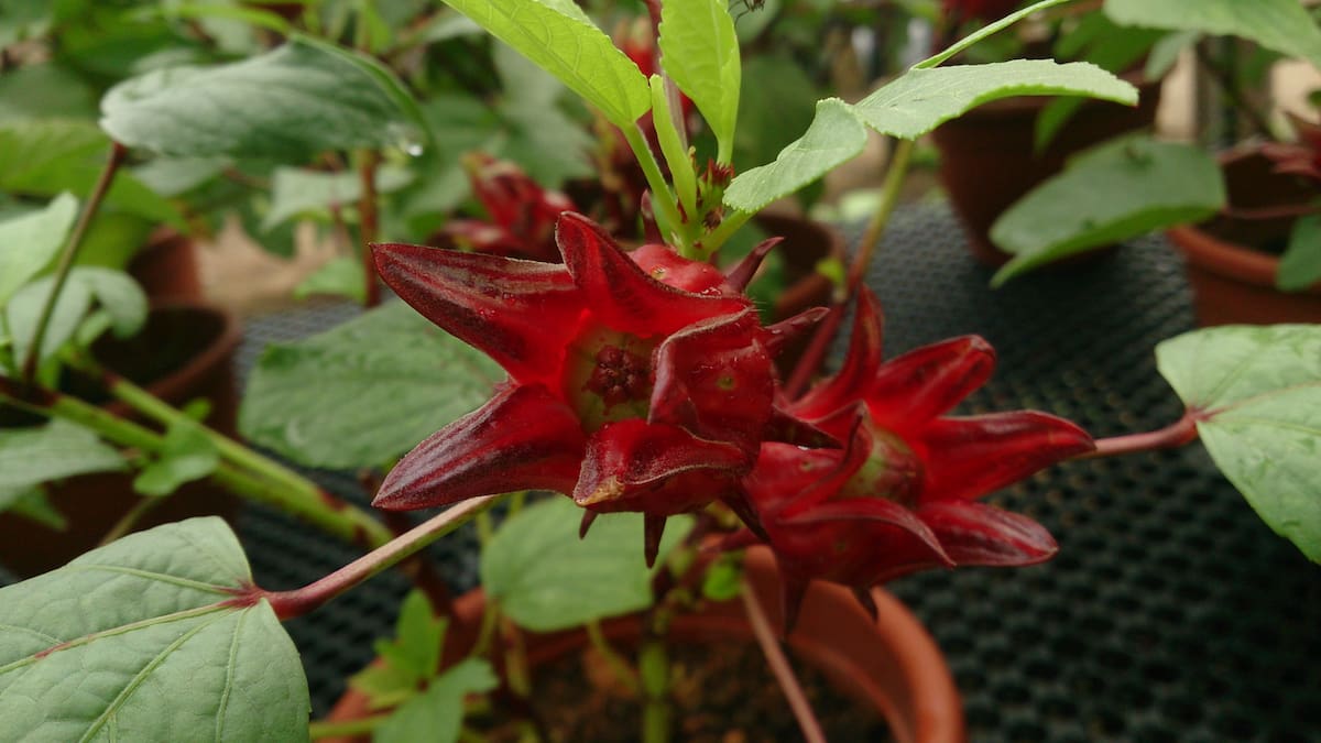 Flor de Jamaica.