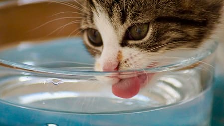 Los gatos pueden sufrir de deshidratación