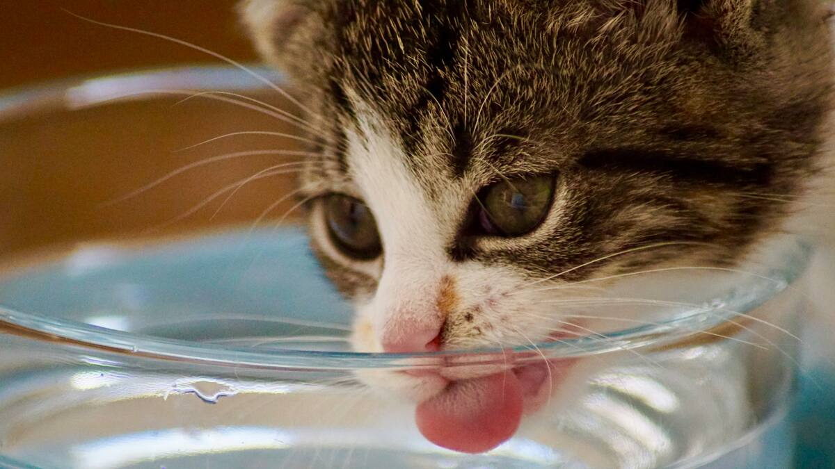Los gatos pueden sufrir de deshidratación
