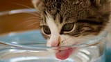 Comportamiento felino y sus costumbres: el lugar ideal para colocarles su agua