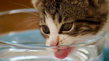Comportamiento felino y sus costumbres: el lugar ideal para colocarles su agua