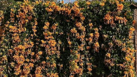 Ni Basella Alba ni Jazmín de leche: la planta trepadora que crece rápido, con poca agua y transforma cualquier muro con colores vibrantes